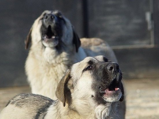 Кемеровчане сообщили о нападении стаи собак