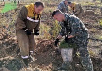 Более 120 тысяч сеянцев сосны высажено в Заудинском лесничестве Республики Бурятия