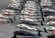 Около 1500 атлантических белобоких дельфинов были убиты во время традиционной охоты на Фарерских островах