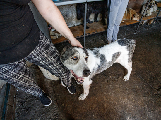 «Собак выбрасывают каждый день»: псковский зооприют просит о помощи