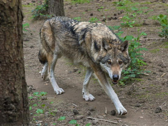 Охотники расквитались со старорусской волчицей за растерзанных собак