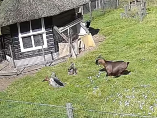 Спасшие курицу от ястреба козел и петух стали героями Youtube