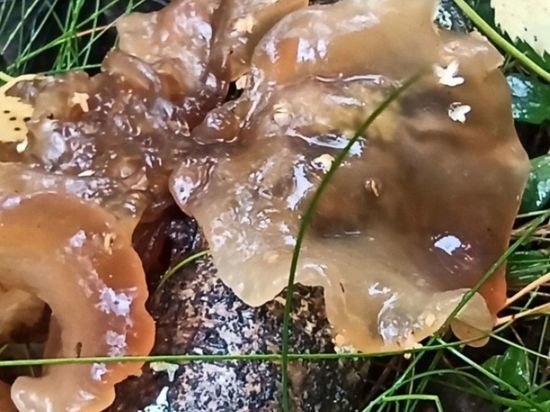 Несъедобная медуза: в Ленобласти нашли необычный гриб
