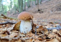 В России наконец наступил полноценный сезон грибов