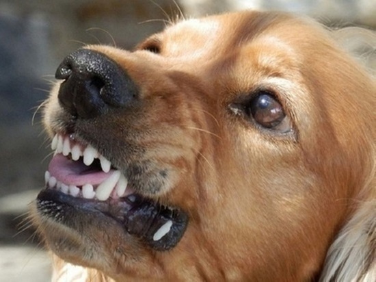 Бродячий пес заразил бешенством домашнюю собаку в Тюменской области