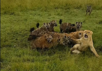 В кенийском заповеднике Масаи-Мара стая гиен напала на львицу и едва не убила ее
