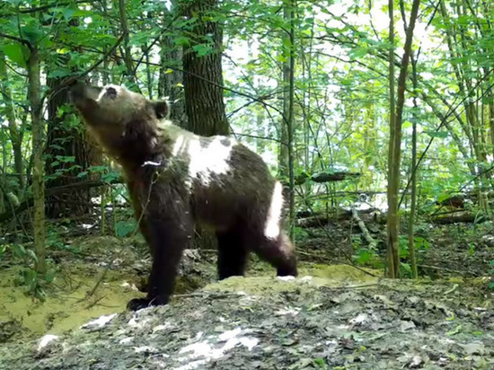 В «Брянском лесу» попал в фотоловушку молодой медведь