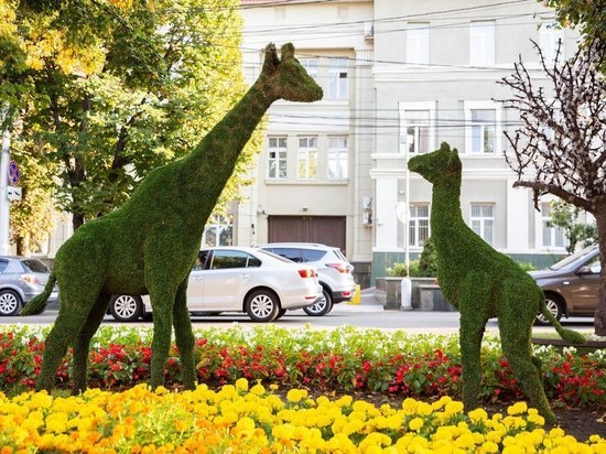 На ставропольскую клумбу «придут» новые высокие жирафы