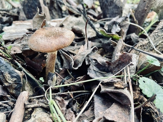 Туляк отравился собранными в парке съедобными грибами