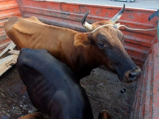 Безнадзорных коров Дербента этапировали в Махачкалу