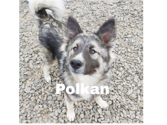 Собаки из якутского приюта для животных обрели хозяев в Голландии