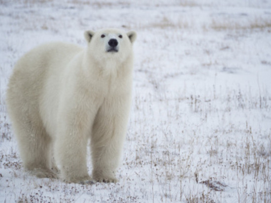 На Чукотке пройдёт научная конференция «Вселенная белого медведя»