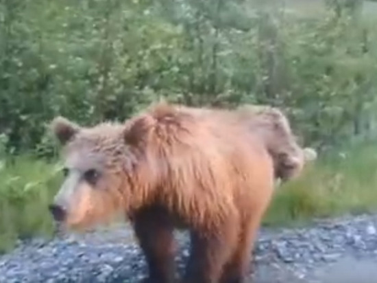 Совсем не боятся людей: 2 медвежонка снова вышли на трассу Ямала