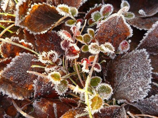 В Ивановской области прогнозируются заморозки