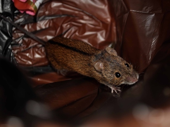 Работник тульского заведения общепита поделился фото крыс и тараканов