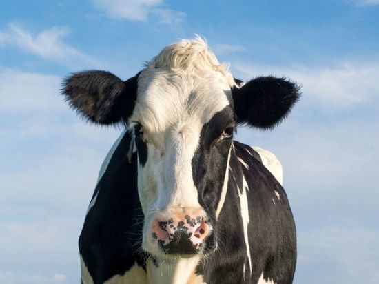 На выборы в Валдайском районе пришла корова