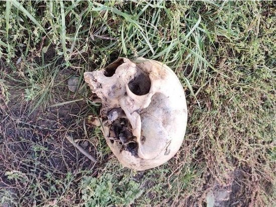 В промышленном районе Абакана найден человеческий череп