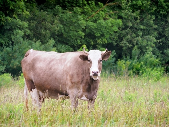 Тулячку наказали за близость коров к соседям