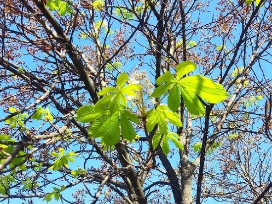 Под Донецком в середине сентября зацвели каштаны: ФОТОФАКТ