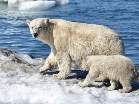 Конференция "Вселенная белого медведя" пройдет онлайн
