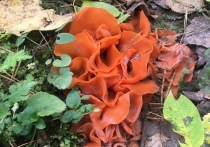 В лесу в Новосибирской области грибники нашли необычный гриб оранжевого цвета