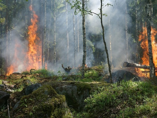 Greenpeace: площадь лесных пожаров в 2021 году побила рекорды