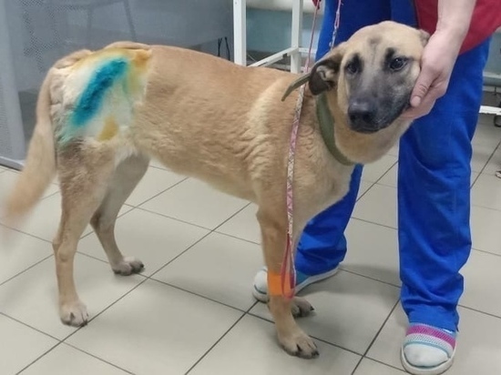 Собаку, которую специально сбил мужчина в Твери, забрали из ветклиники