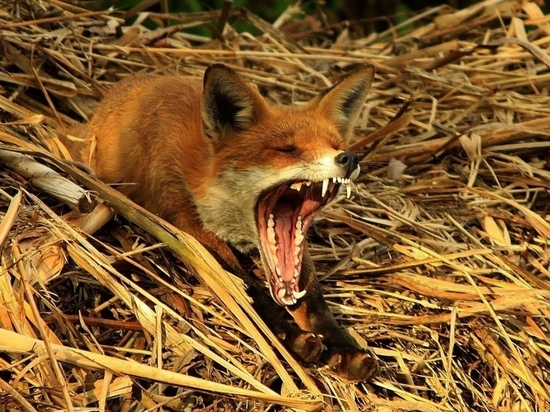 Дикие лисы поедают деревенских кур в Тверской области