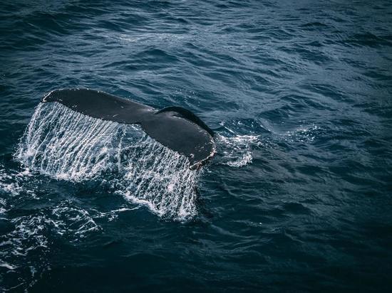 Огромный кит проплыл вплотную под SUP-бордом женщины