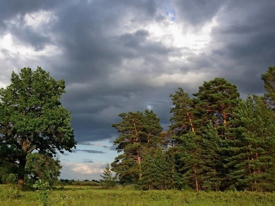 Десять деревьев спасли от вырубки жители Серпухова