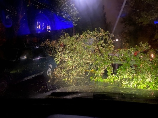 На улице Молодцова в Рязани упавшее дерево повредило две машины
