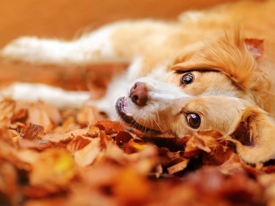 Кинологи рассказали владельцам собак, какую опасность в Заполярье таят осенние листья