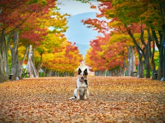 Кинологи рассказали об опасности осенних листьев для собак