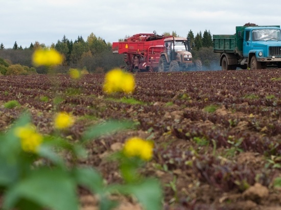 В Ивановской области идет озимый сев и сбор овощей