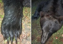 В Новосибирске области агрессивный медведь 11 сентяря забралася в ограду частного дома на окраине села Новый Порос