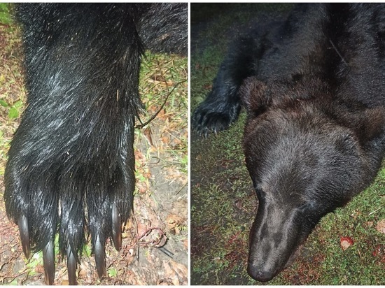 Разгромившего пасеку медведя застрелили в Новосибирской области