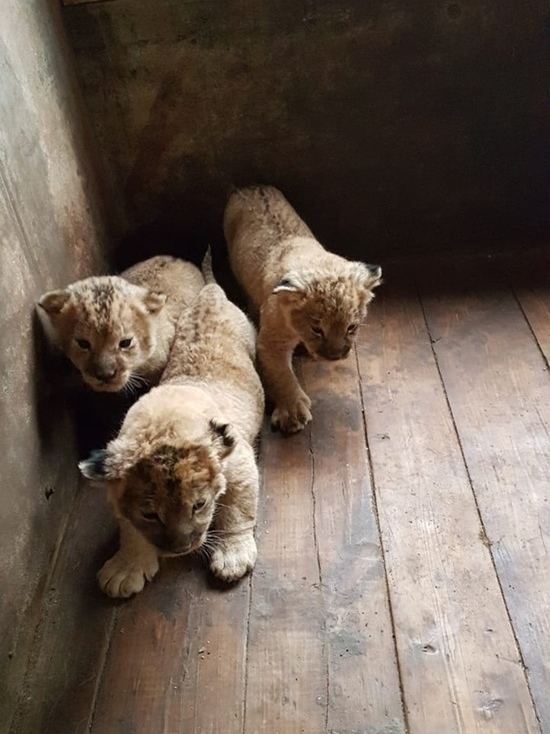В Камызякском зоопарке появились на свет трое львят