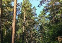 Городские власти и дачники не могут найти компромисса по участку реликтового леса в СНТ