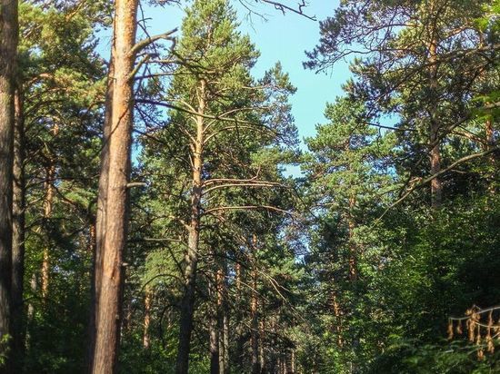 Городские власти и дачники не могут найти компромисса по участку реликтового леса в СНТ