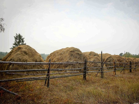В Абыйском улусе Якутии план заготовки грубых кормов выполнен на 150%