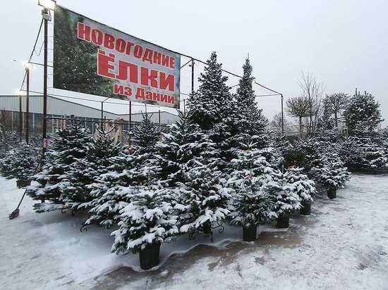Купить живую елку в Интернет-магазине Elki1.ru