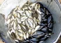 По данным Минприроды в Антрацитовском рыбхозе вырастили более 3 тонн малька