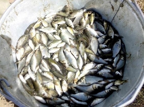 В Антрацитовском рыбхозе вырастили свыше 3 тонн малька