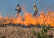 С начала 2021 года в ЛНР произошло 1 032 пожара на открытой территории