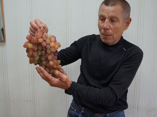 Житель Шацка вырастил на участке 30-сантиметровую гроздь винограда