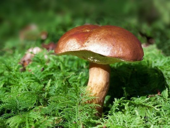 Миколог назвала грибы, которые будут расти до конца ноября в Новосибирске