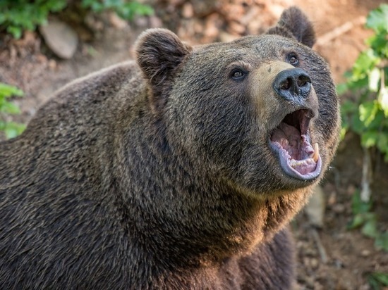 Бурый медведь выбежал на трассу в Кузбассе