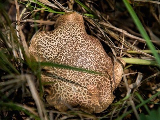 В Волгоградской области 6 пенсионеров отравились собранными грибами
