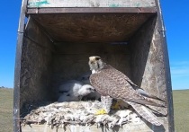 На территории Даурского заповедника в Забайкальском крае ведется работа по обустройству гнездовий для вымирающих и редких видов птиц