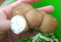 Белый гриб с шаровидной "шапочкой" нашел житель Новосибирска в лесу 21 сентября